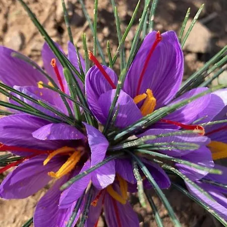 Amalfatah Tuerredda Vendégház