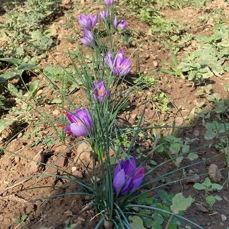 Amalfatah Tuerredda 3* Teulada