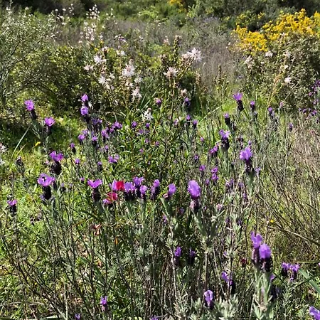 Amalfatah Tuerredda 3*