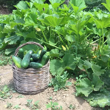 Vendégház Amalfatah Tuerredda Teulada