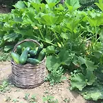 招待所 Amalfatah Tuerredda 特乌拉达
