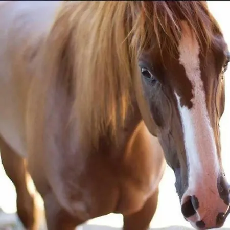 Amalfatah Tuerredda 게스트하우스 3*